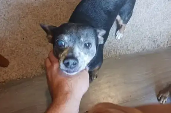 Lost Blind Chihuahua on South Gordon Ave