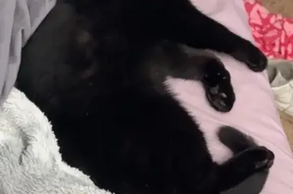 Lost Black Cat with Purple Collar, Lowell