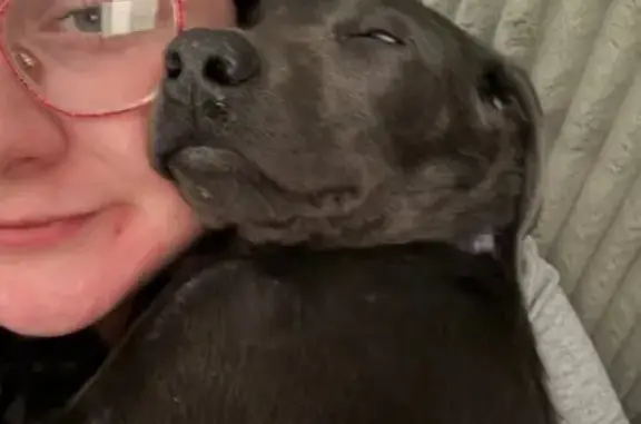 Missing Charcoal Lab Puppy: Luna