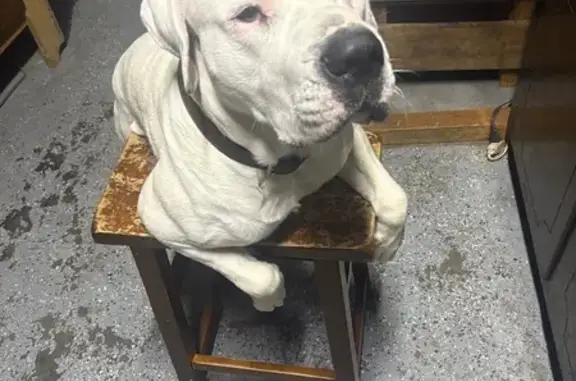 Missing dog Gardendale, photo: Lost Big White Dog Near Gardendale Woods