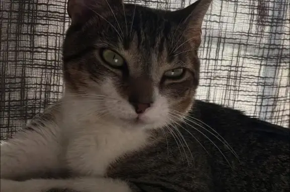 Lost Brown Tabby Kitten in Hydes