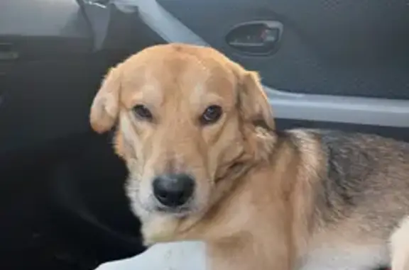 Lost Dog: White-Gloved German Shepherd Mix