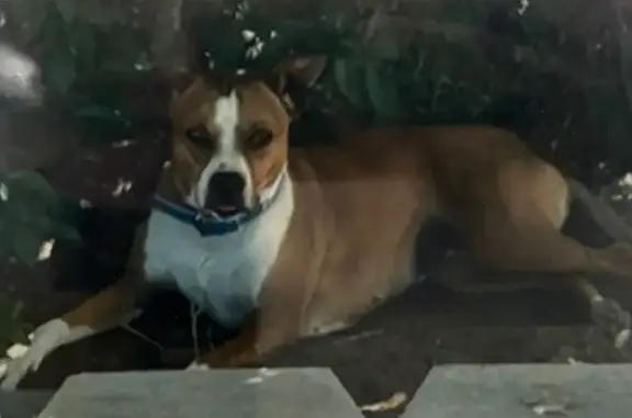 Help Find Lady: Lost Near New Washoe City