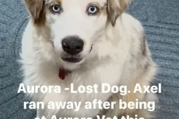 Missing dog Aurora, photo: Lost Dog: Pink Leash, Timid, Aurora Area