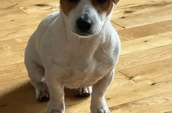 Lost Dog: White & Brown, Pink Collar