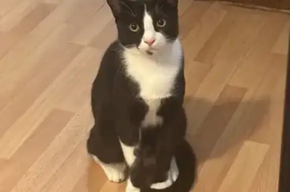 Lost Tuxedo Cat on West 8th St, Deer Park