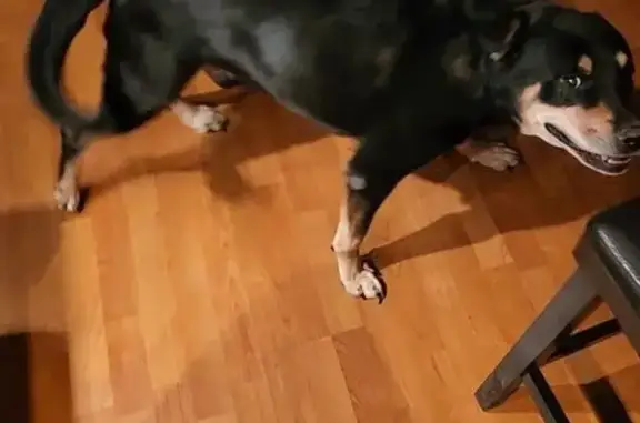 Lost Rottweiler Mix: Friendly & Older