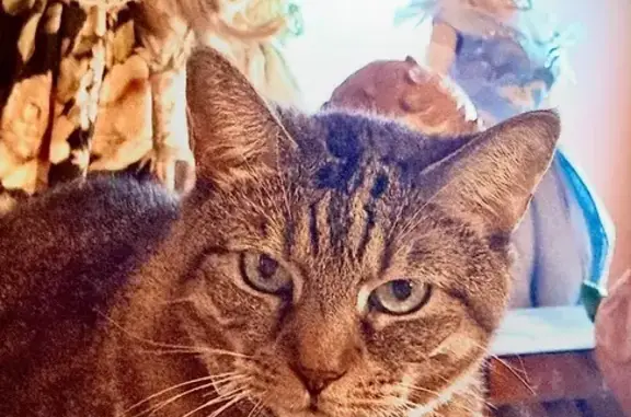 Missing cat Linden, photo: Lost Brown Tabby Cat: Help Us Find Her!