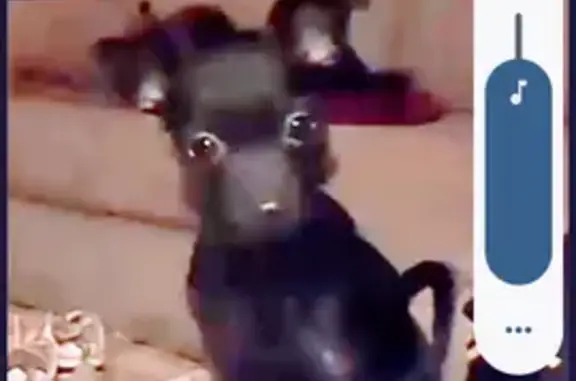 Help Find Lady: Lost Dog in Atkins, AR