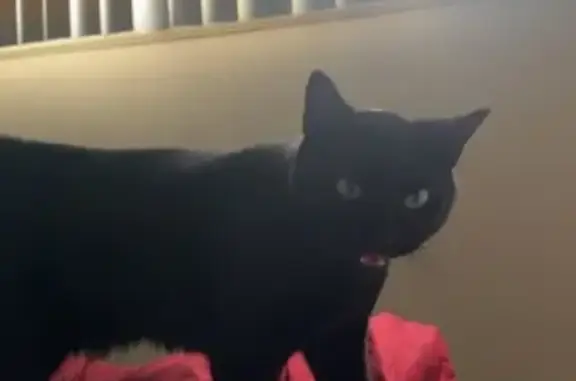 Lost Black Bombay Cat: Friendly & Green-Eyed