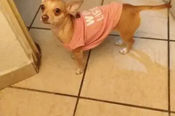 Perro Perdido: 7 Tetillas, Manchas Café