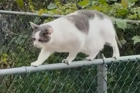 Missing cat , photo: Lost Cat: See Photos for ID - Battery Ave