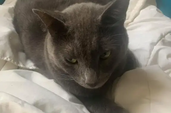 Lost: Muscular Grey Cat in Whi...