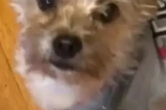 Lost Yorkiepoo: Tan & Black, Chicago Area