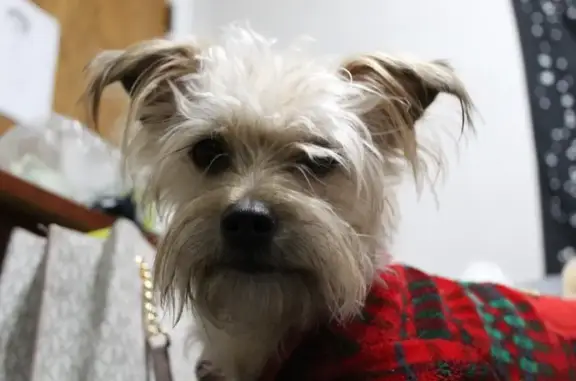 Missing dog Chicago, photo: Lost Yorkiepoo: Tan & Black, Chicago Area