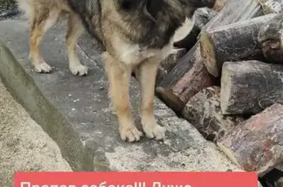 Зникла собака: особлива прикмета - зламане вушко