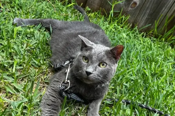 Lost Cat: Bald Belly, Mauve Pa...