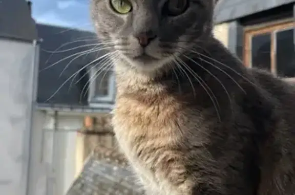 Chatte perdue à Tours : Thalia peureuse - photo