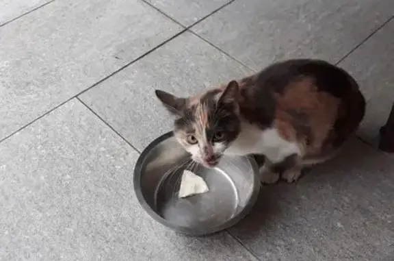 Animaux trouvés , photo: Chatte tricolore trouvée à Burbure