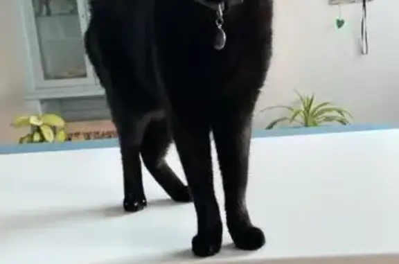 Gatos perdidos, Ripollet, foto: Buscamos: Gato Negro Perdido en Ripollet