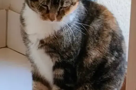 Chatte perdue: Maya, 12 ans, Grandparigny - photo