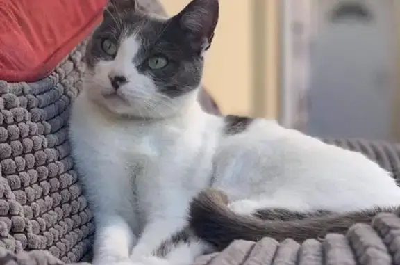 Chatte blanche/grise perdue, yeux verts - photo