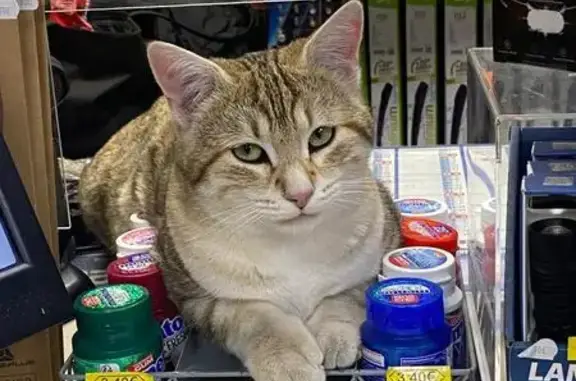 Chat beige perdu à Ugine, très sociable - photo