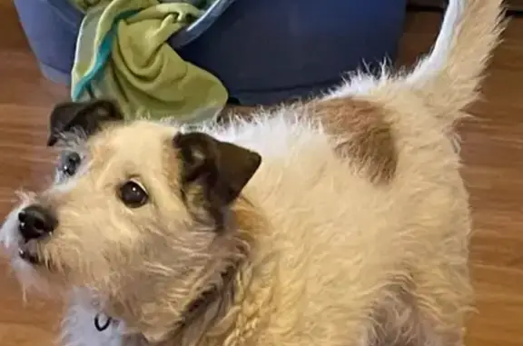 Perro Perdido: Blanco con Orejas Marrones en Ogíjares