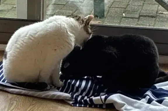 Animaux trouvés , photo: Chat noir trouvé, poils blancs, Les Barils