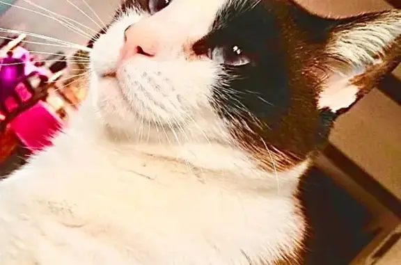 Gata Perdida: Blanca y Marrón, Ojos Azules