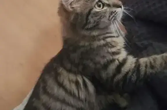 Lost Cats: Lucifer & Ash Missing in WA