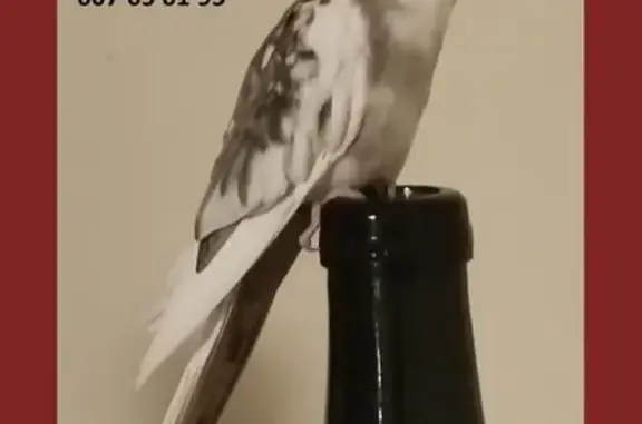 ¡Ayuda a encontrar a nuestra C...