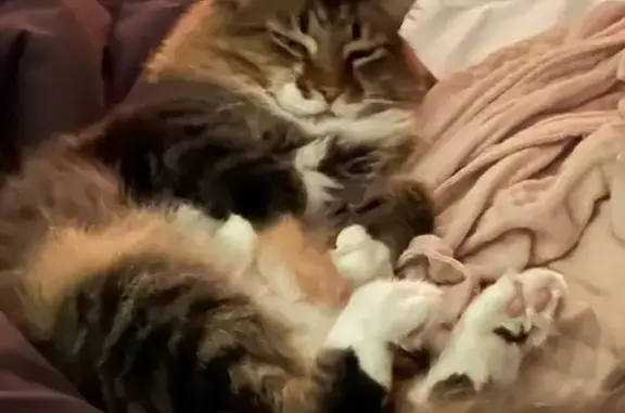 Lost Tabby: Sneaky, Smart, & I...