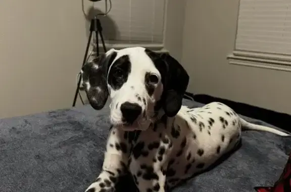 Lost Dalmatian: Athena, Black-...