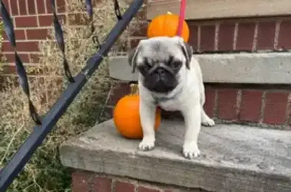 Lost Pug: Cream with Black Face, Blue Collar