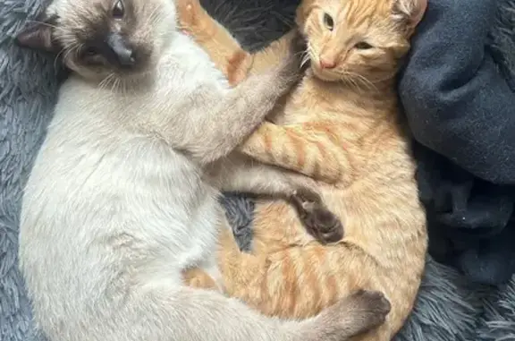 Animaux perdus Pulnoy, photo: Chat siamois perdu à Pulnoy