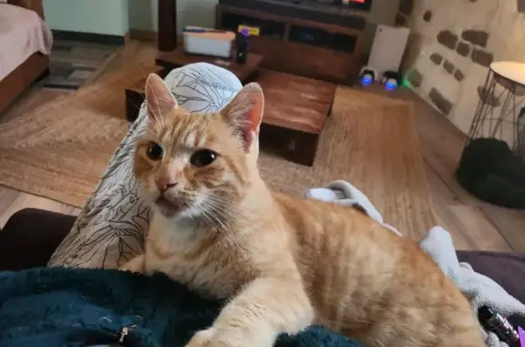 Perdu : Chat Aventureux à Bazo...