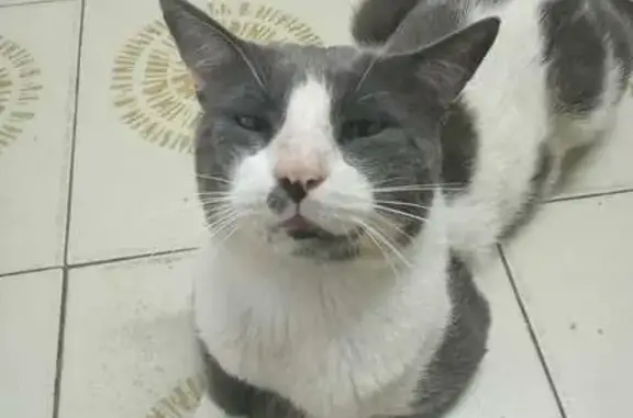 ¡Ayuda! Gato perdido en Mairena del Aljarafe