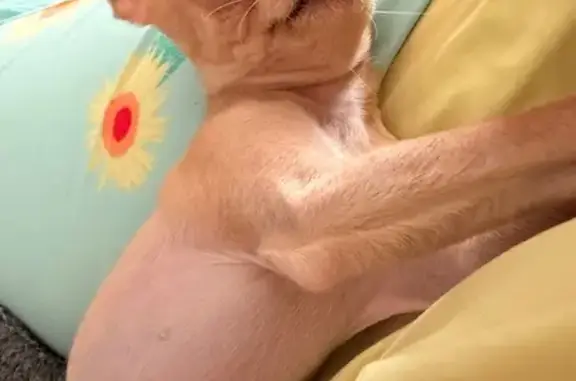 Lost Friendly Blonde Dog in Van Buren