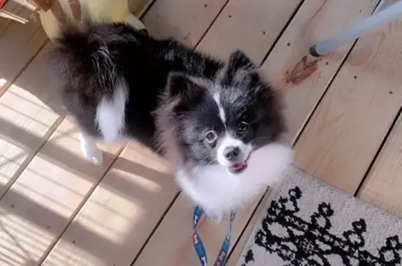 Lost Dog: Max, Black & White i...