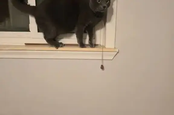 Lost Fat Cat 'Tito' in Taylor...