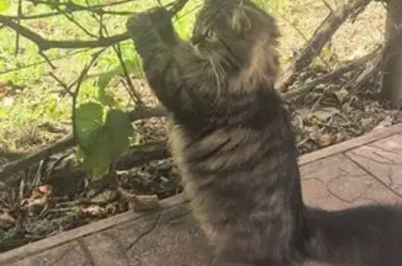 Пошук домашніх тварин в Україні, фото: Зникла пухнаста кішка у Бобровиці!