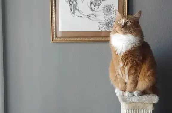 Missing cat , photo: Friendly Orange Cat Lost in Silent Water