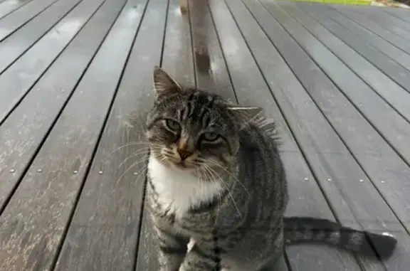 Chat trouvé Saint-Palais-sur-Mer, photo: Chat tigre trouvé, non identifié, affectueux