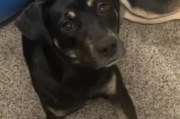 Lost: Timid Medium-Sized Dog in Fallon