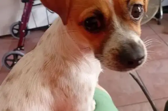 Lost: Jack Russell-Pug Mix in Pretoria