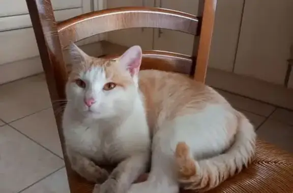 Animaux trouvés Seilhac, photo: Chat trouvé à Seilhac: propriétaire recherché