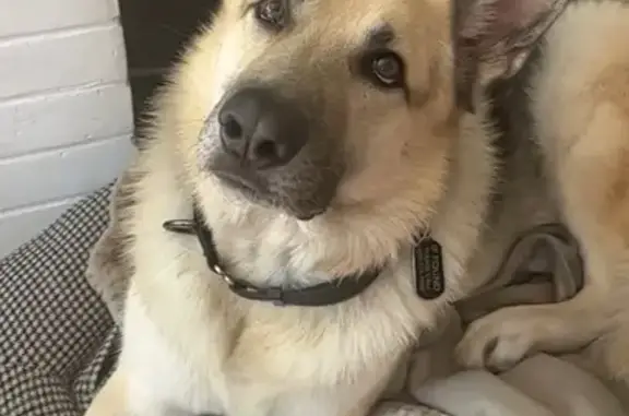 Missing dog Santa Clara, photo: Lost Dog: Cream & Black, Santa Clara 1935