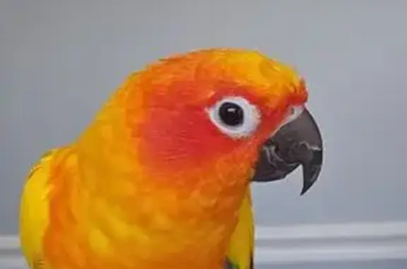 Lost Bird in Charlotte: Help Us Find Her!