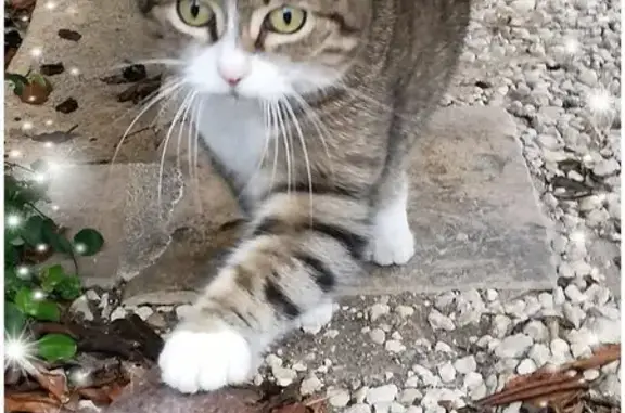 Chatte perdue : Tigrée blanche, Rochefort - photo